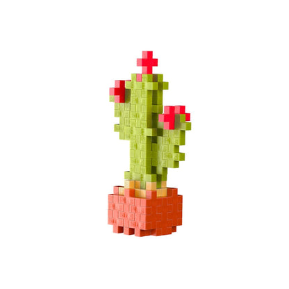 Calm Cactus